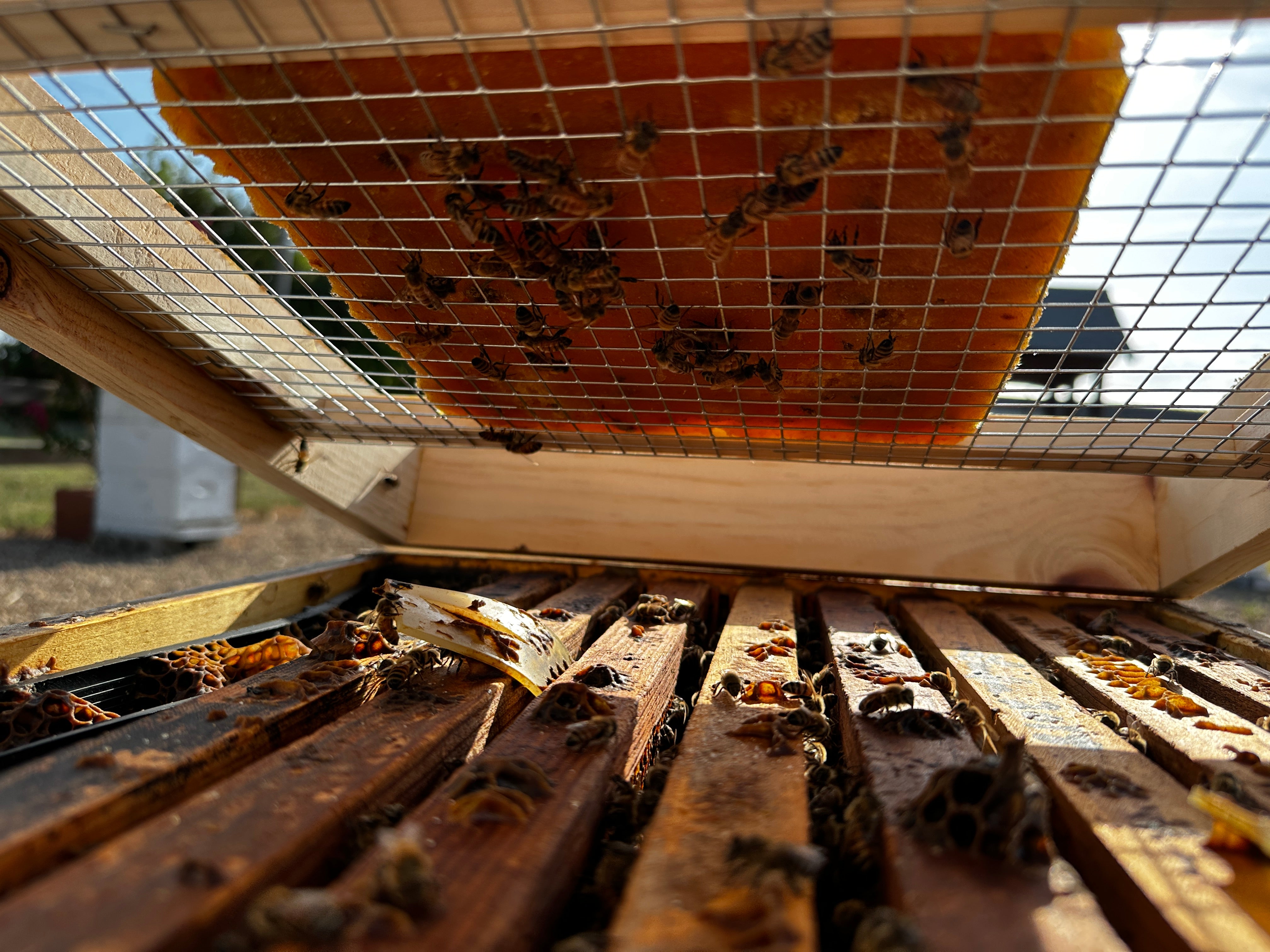 Internal Sugar Brick and Patty Tray Feeder Shim for 10 Frame Hive
