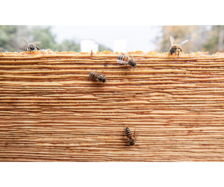 Propola Hive Box
