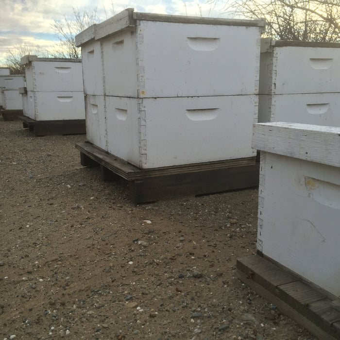 Commercial bees in almond groves