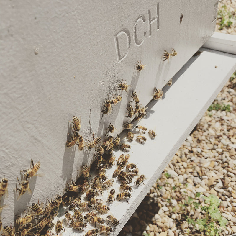 Bee-Coming a Beekeeper - New Hampshire Home Magazine