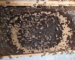 HIVE INSPECTIONS