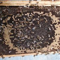 Hive Inspections Made Simple
