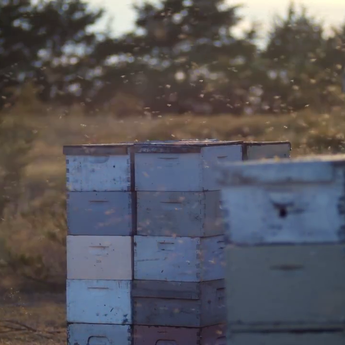 How many Boxes should your Hive have in the Winter?