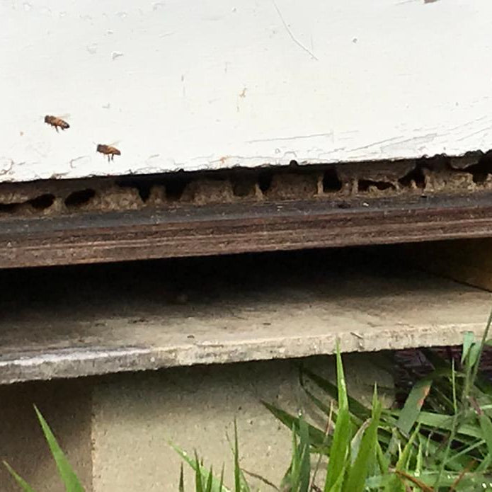 Propolis