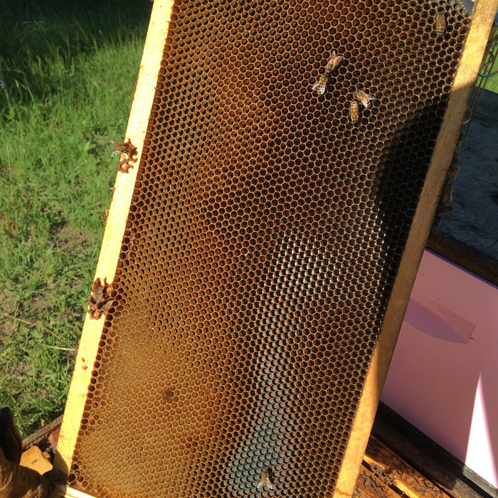 Symptoms of a Nutritionally Starved Hive