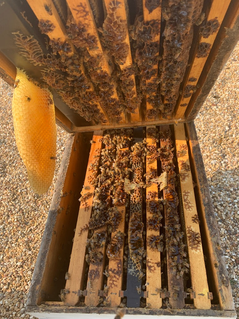 Hive Inspections- Part 2