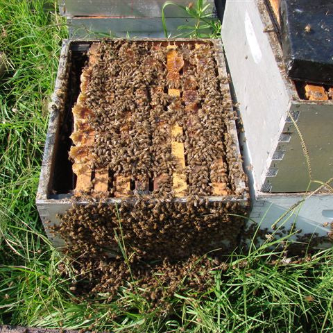 Feeding Syrup in the Winter