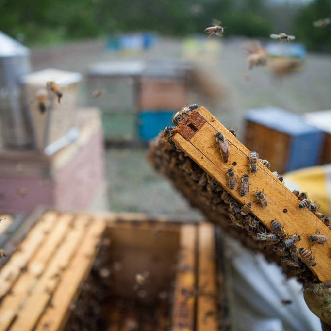 September Beekeeping Tips