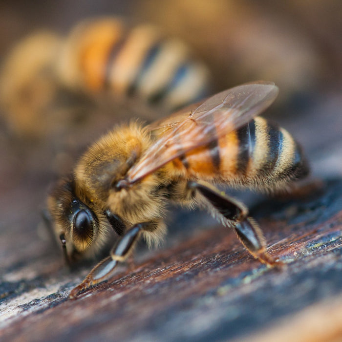 November Beekeeping Tips