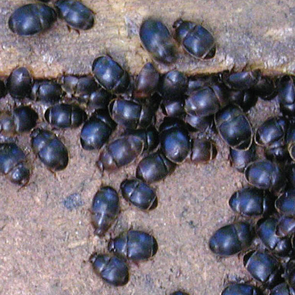 Small Hive Beetles