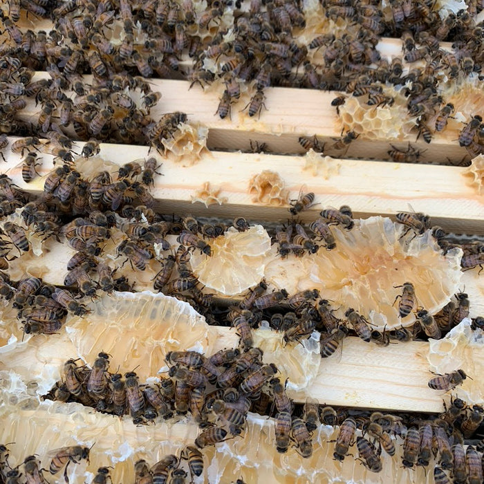 Hive Inspections- Part 1