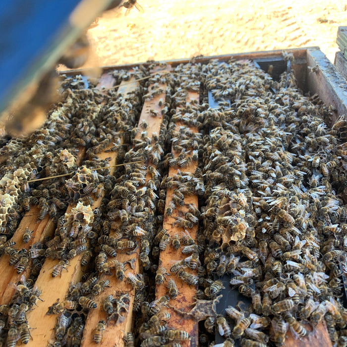 Hive box with bees - Equalizing Colonies