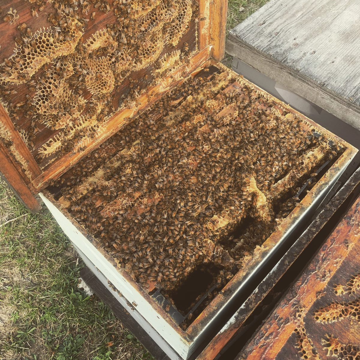 Why Every Beekeeper Should Know How to Split Hives — The Bee Supply