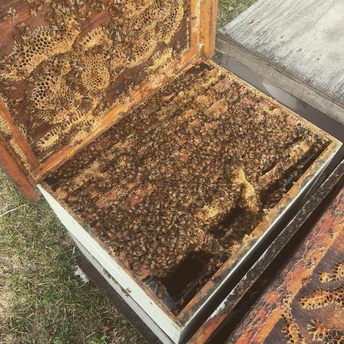 Why Every Beekeeper Should Know How to Split Hives