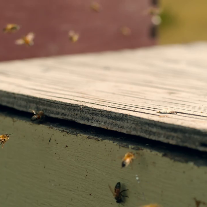 When is it Time to Give Up on a Hive?