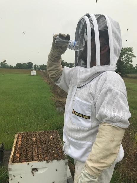 Working Bees in the Heat