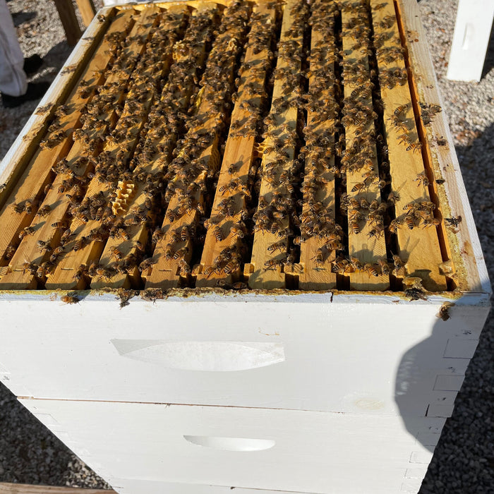 Winter Starts in the Fall: Nutrition for Healthy Winter Bees