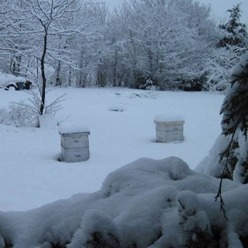 5 Tips to Keep Your Bees Alive This Winter