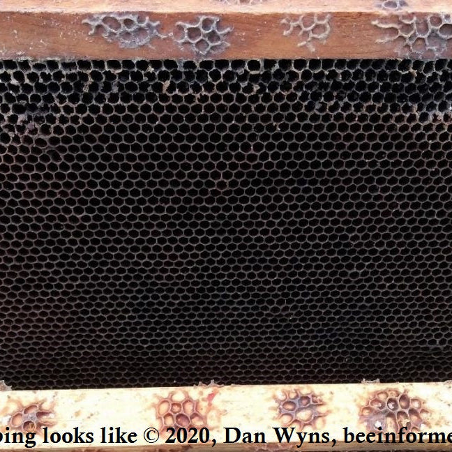 My Hive has no eggs, larva, capped brood, or laying queen?