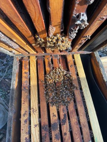 When To Give Up on a Struggling Hive