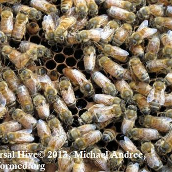 What Time of the Year is best to requeen Hives