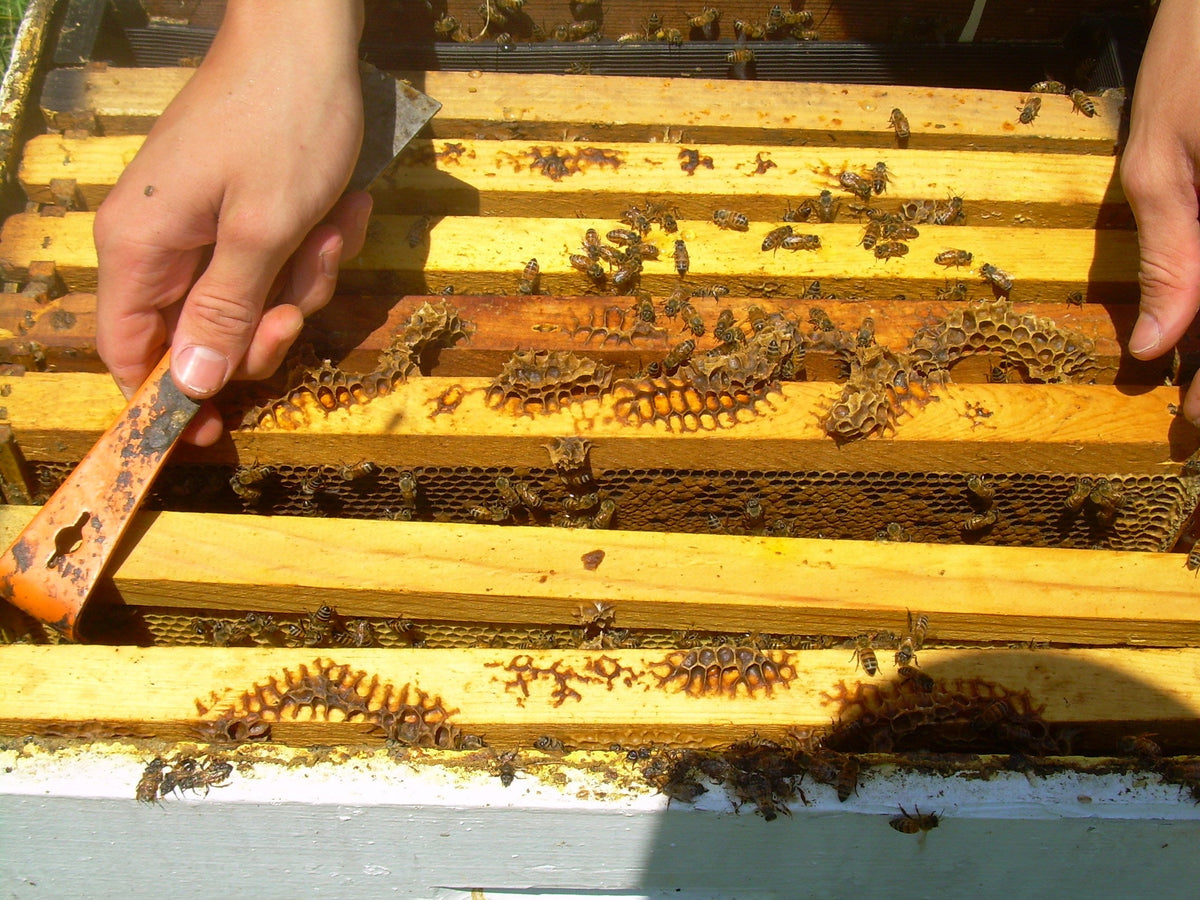 Diagnosing the Cause of Death — The Bee Supply