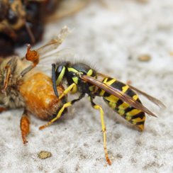 Yellowjackets in your hive