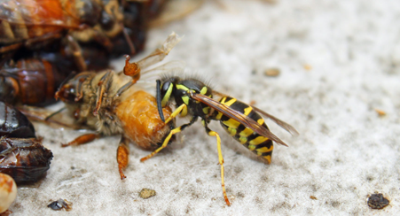 Yellowjackets in your hive