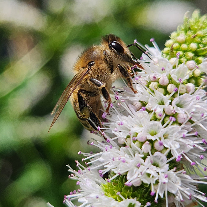 September Beekeeping Tips 2024