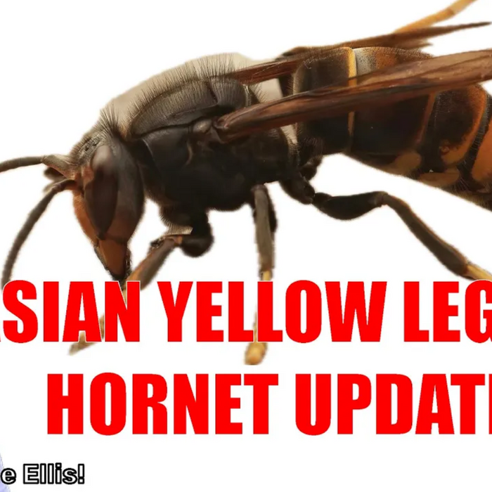 Asian Yellow Legged Hornet Details From Dr. Jamie Ellis