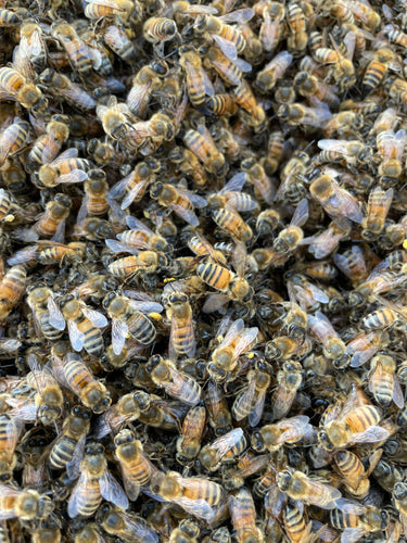 bees