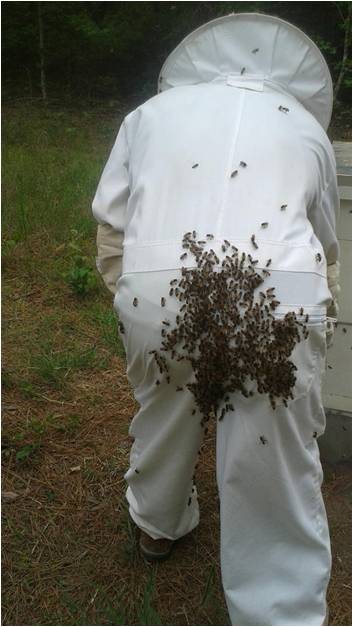 bees on a beekeepers backside from standing in front of a hive 