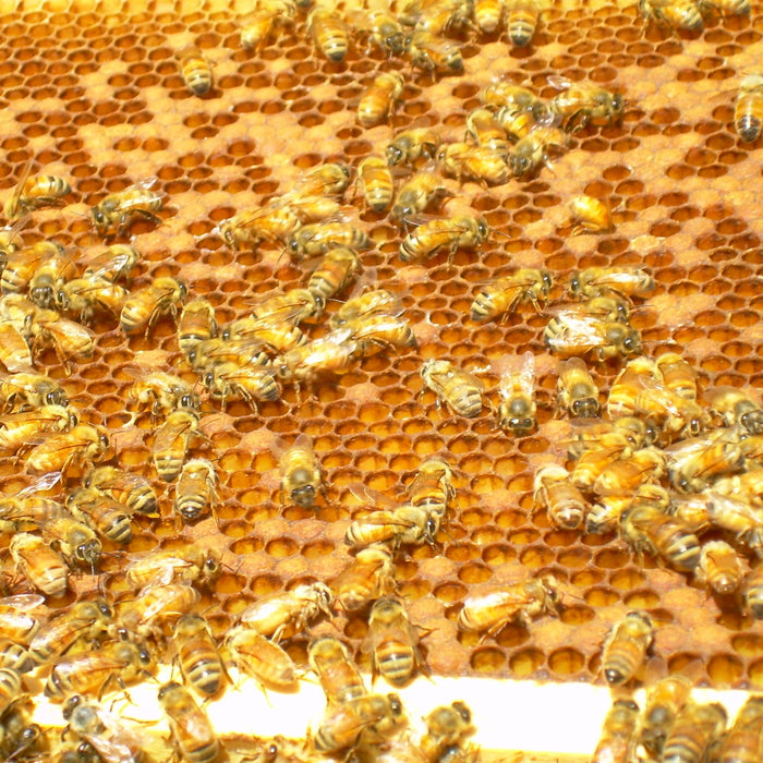 What causes a spotty brood pattern?