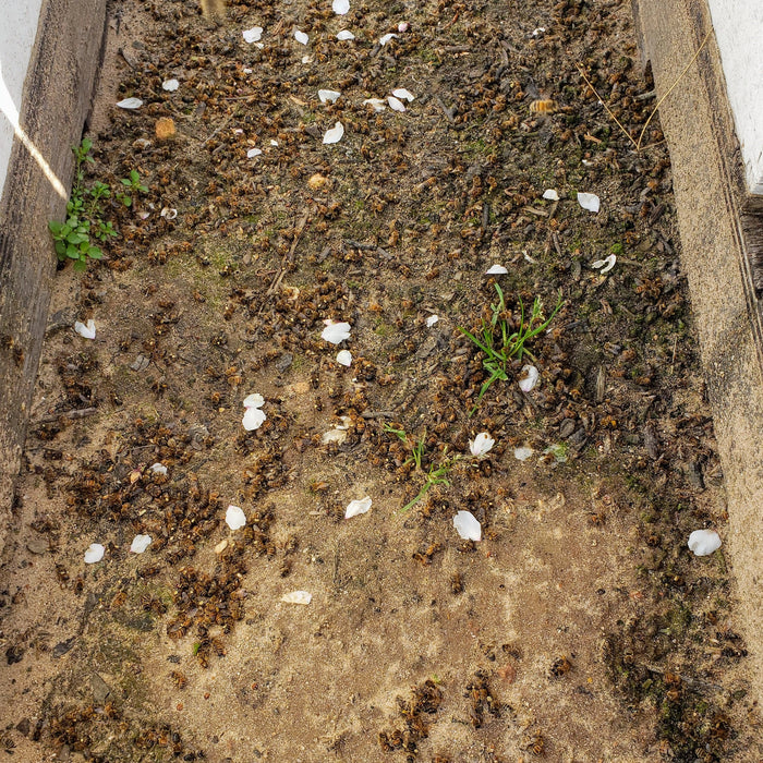 Why Are There Dead Bees and Pupae in Front of My Hive?