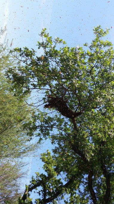 Identifying and Preventing Swarms