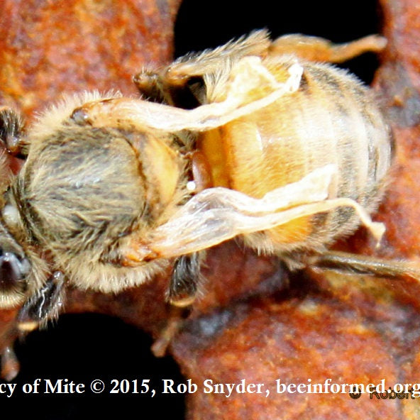 Varroa mite damage, deformed wing virus