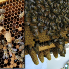 Swarm Cells VS Supersedure Cells