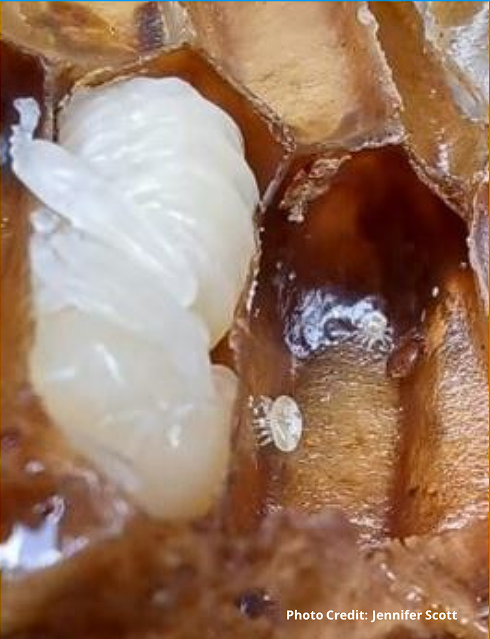 How To Tell If My Hive Has Varroa Mites