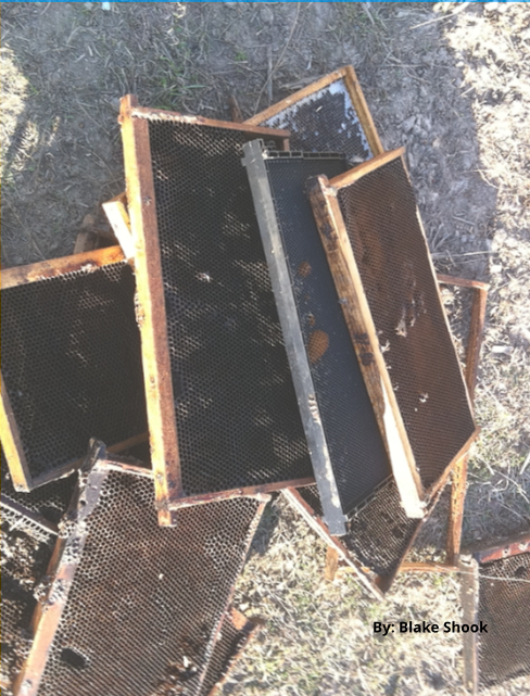 How to Tell If My Hive was Killed by Varroa Mites