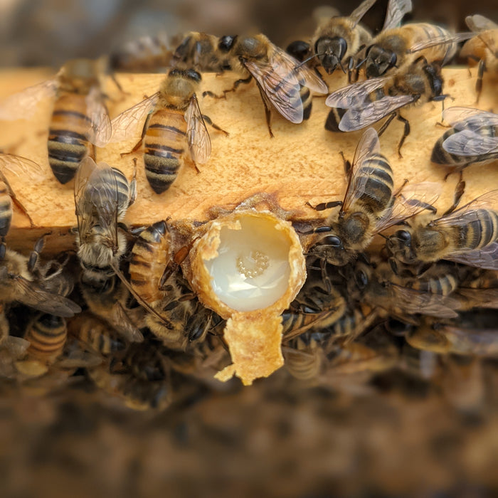 Beehive Management  Bee Biology  Queens  Workers  Drones  Caste System 