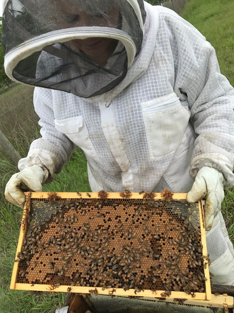 Tips for Feeding Colonies in Spring