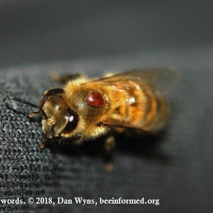 Varroa Mites in Early Spring