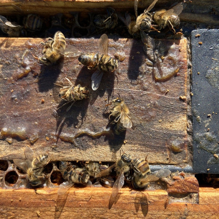 Colony Collapse Disorder 