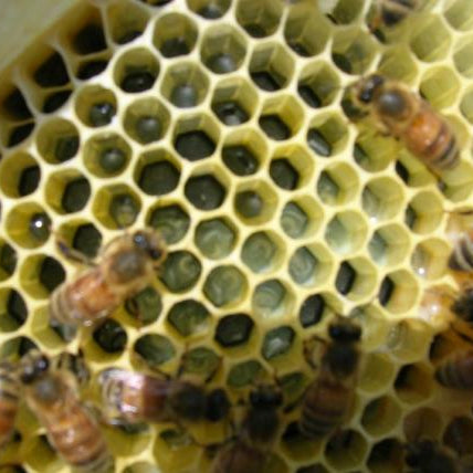 My hive has queen cells & a laying queen, now what?