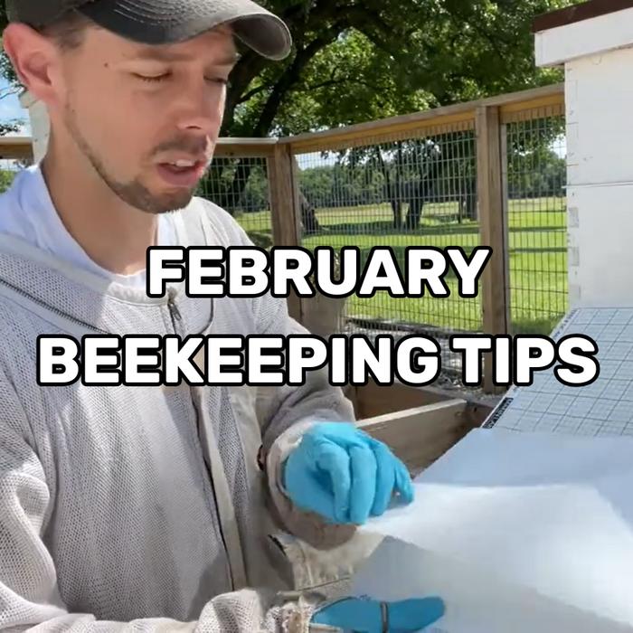 February Beekeeping Tips