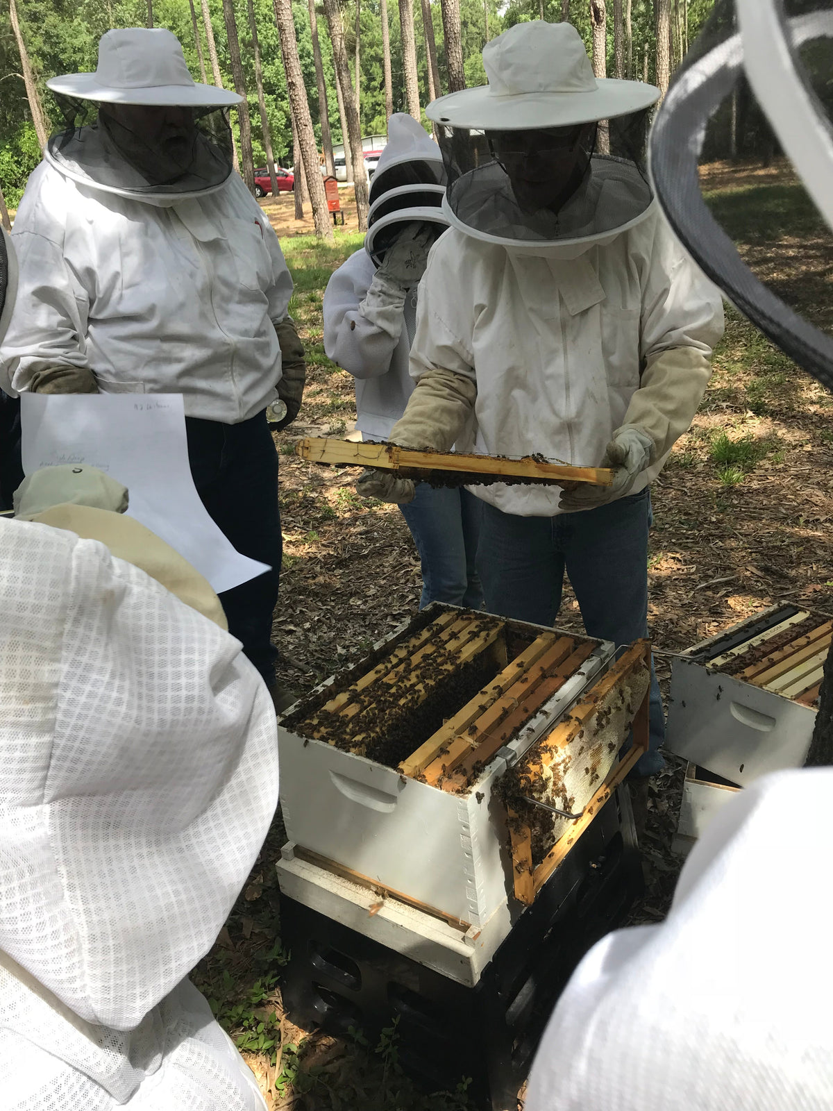 Hive Inspections: A Guide to Understanding and Efficient Management ...