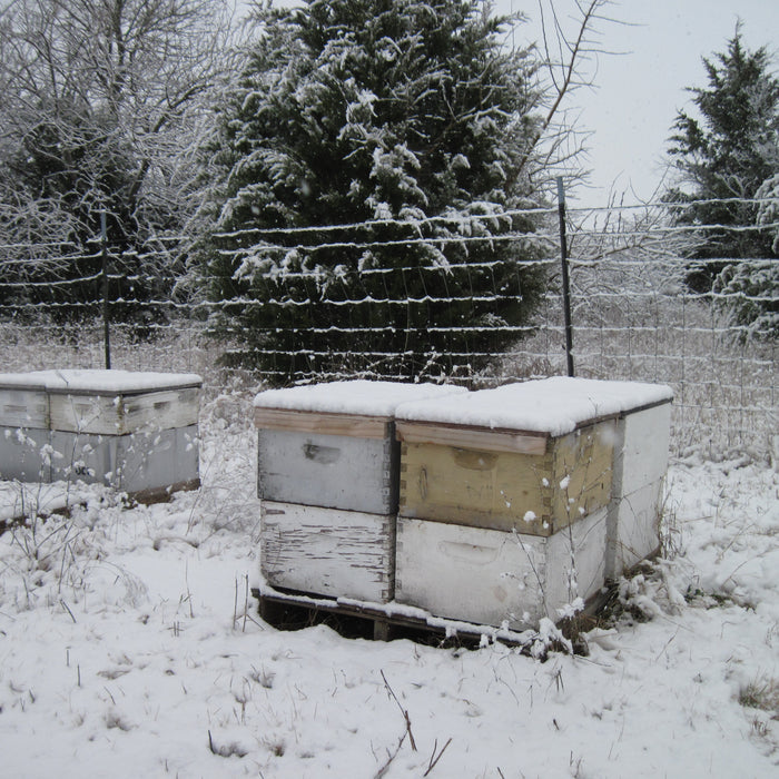 What if My Hive Becomes Queenless in Late Fall or Winter?