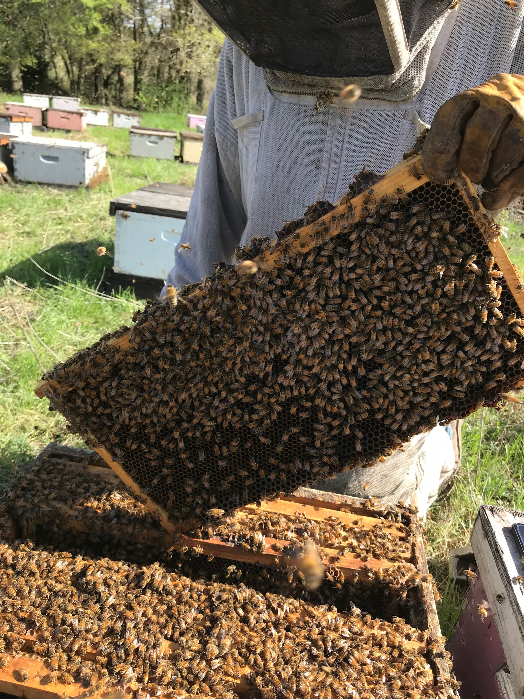 Hive Inspections- Part 3