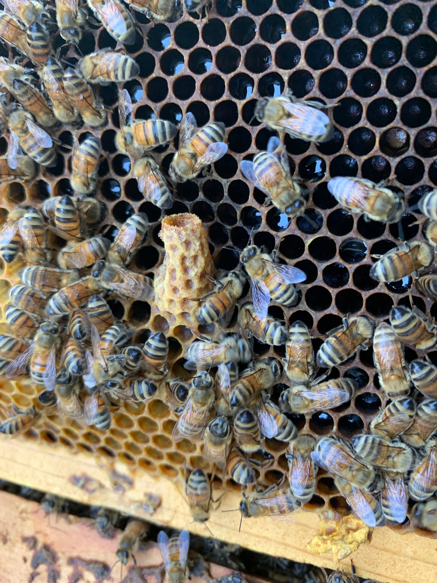 Requeening vs letting bees raise their own