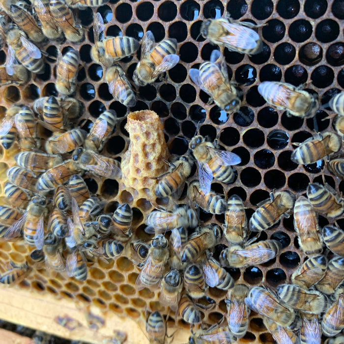 Requeening vs letting bees raise their own